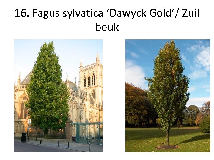 16. Fagus sylvatica ‘Dawyck Gold’/ Zuil beuk 