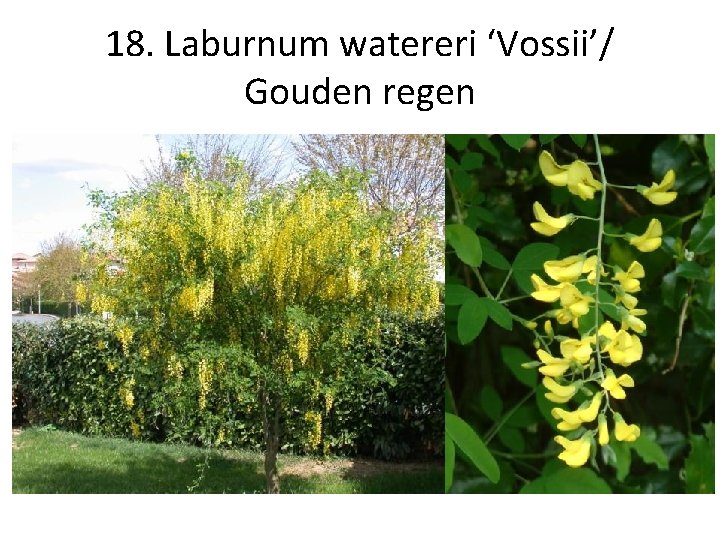 18. Laburnum watereri ‘Vossii’/ Gouden regen 