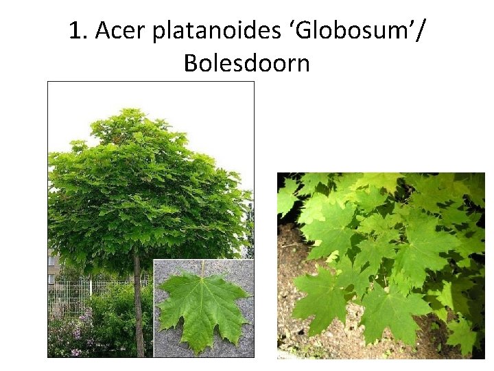 1. Acer platanoides ‘Globosum’/ Bolesdoorn 