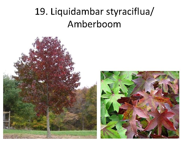 19. Liquidambar styraciflua/ Amberboom 