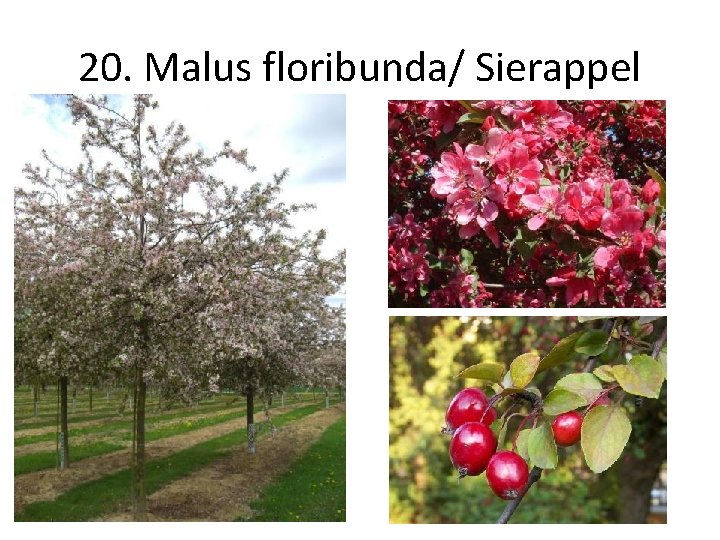 20. Malus floribunda/ Sierappel 