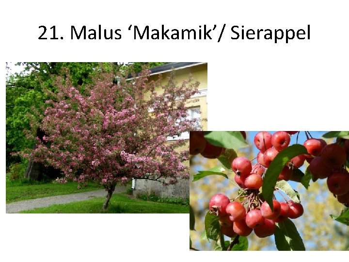 21. Malus ‘Makamik’/ Sierappel 