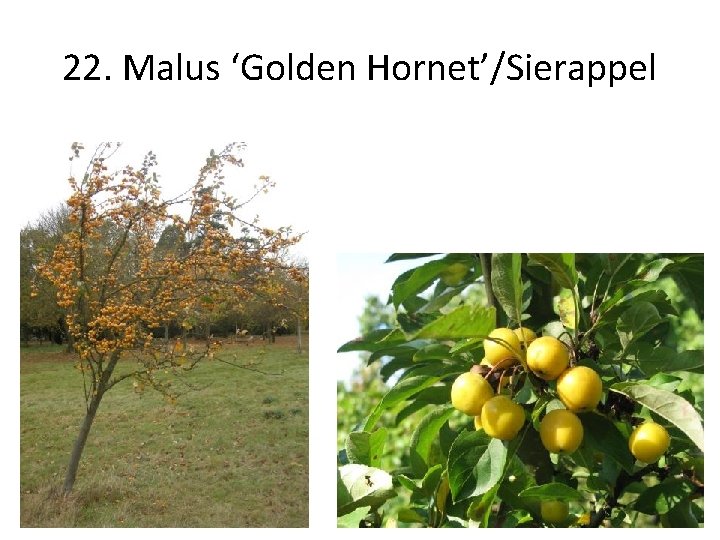 22. Malus ‘Golden Hornet’/Sierappel 