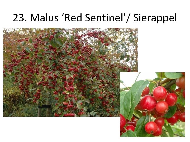 23. Malus ‘Red Sentinel’/ Sierappel 