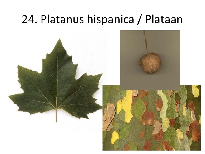 24. Platanus hispanica / Plataan 