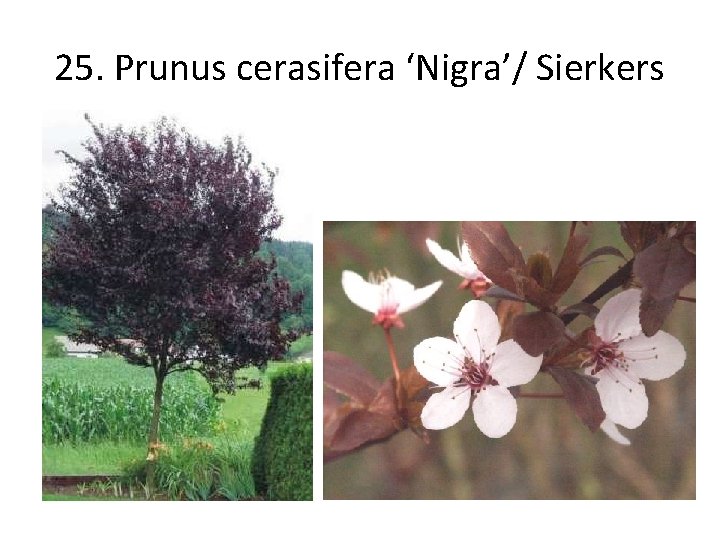 25. Prunus cerasifera ‘Nigra’/ Sierkers 