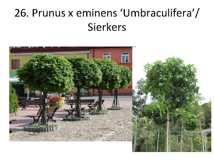 26. Prunus x eminens ‘Umbraculifera’/ Sierkers 