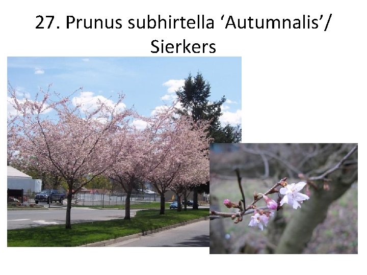 27. Prunus subhirtella ‘Autumnalis’/ Sierkers 