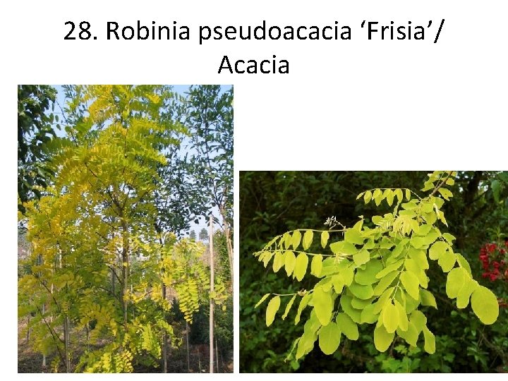 28. Robinia pseudoacacia ‘Frisia’/ Acacia 