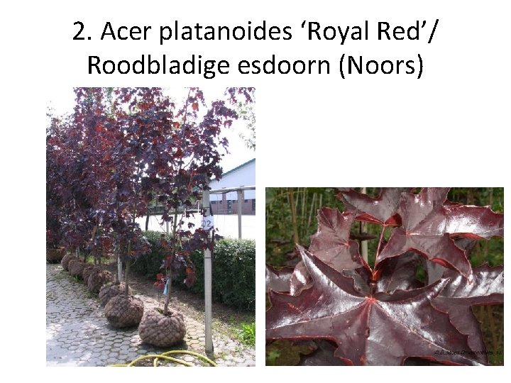 2. Acer platanoides ‘Royal Red’/ Roodbladige esdoorn (Noors) 