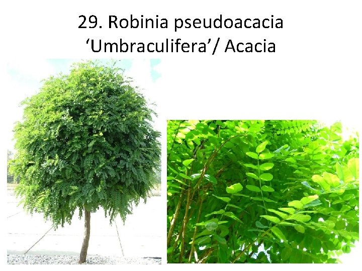 29. Robinia pseudoacacia ‘Umbraculifera’/ Acacia 