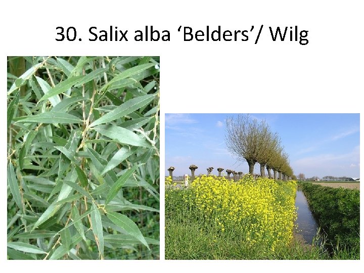 30. Salix alba ‘Belders’/ Wilg 