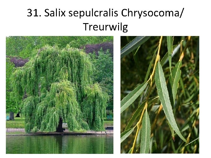 31. Salix sepulcralis Chrysocoma/ Treurwilg 