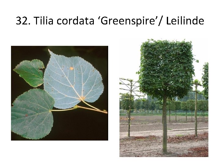 32. Tilia cordata ‘Greenspire’/ Leilinde 