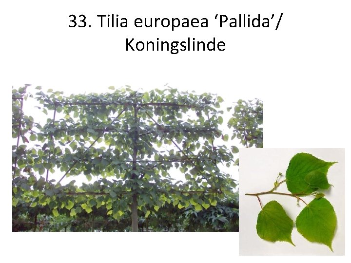 33. Tilia europaea ‘Pallida’/ Koningslinde 