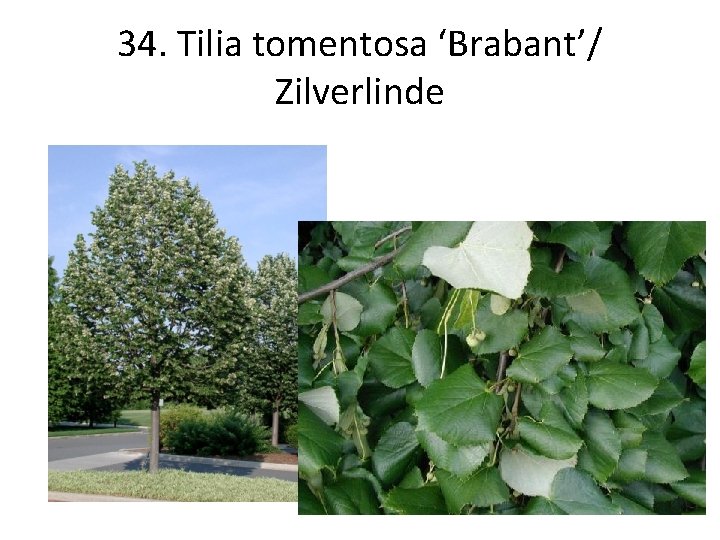 34. Tilia tomentosa ‘Brabant’/ Zilverlinde 