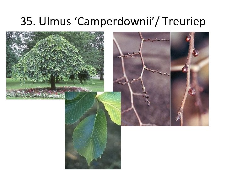 35. Ulmus ‘Camperdownii’/ Treuriep 