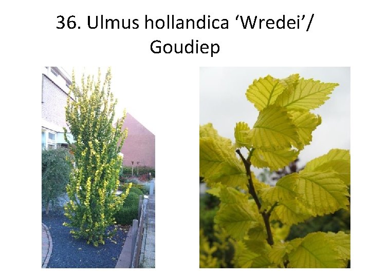 36. Ulmus hollandica ‘Wredei’/ Goudiep 