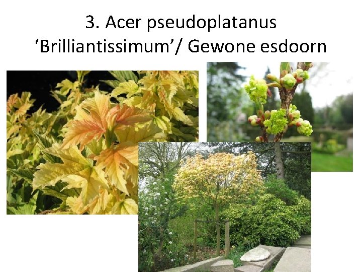 3. Acer pseudoplatanus ‘Brilliantissimum’/ Gewone esdoorn 