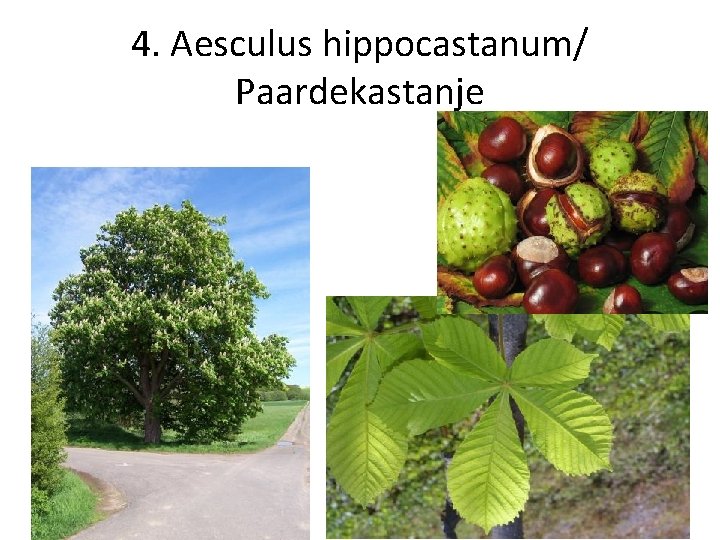 4. Aesculus hippocastanum/ Paardekastanje 