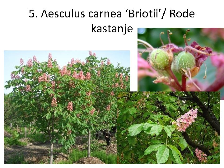 5. Aesculus carnea ‘Briotii’/ Rode kastanje 