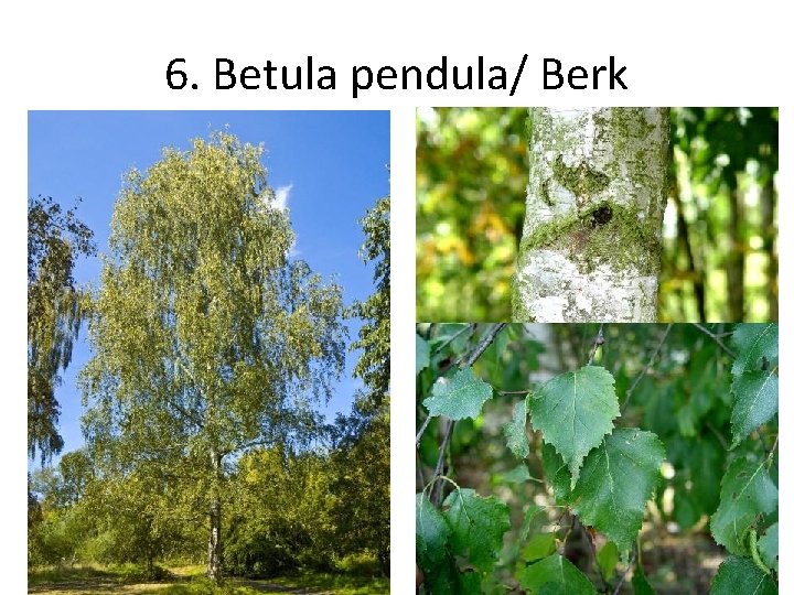 6. Betula pendula/ Berk 