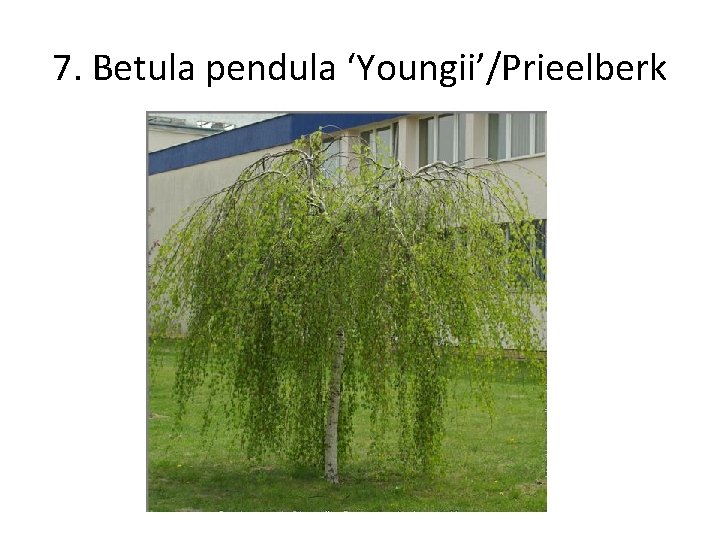 7. Betula pendula ‘Youngii’/Prieelberk 