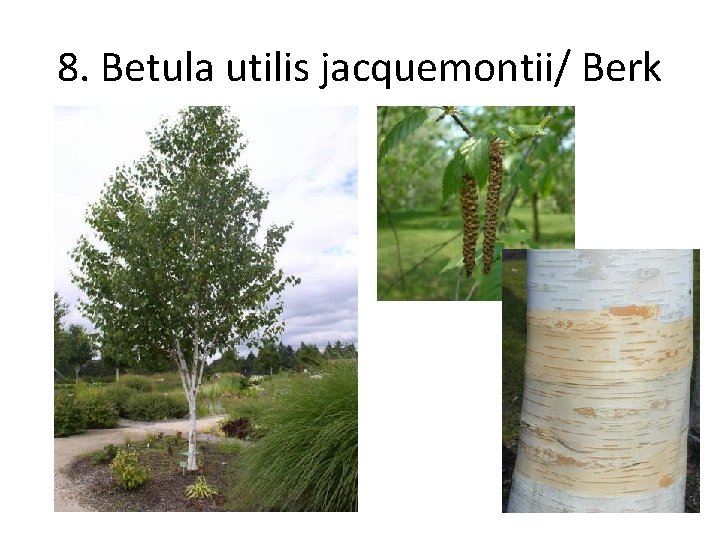 8. Betula utilis jacquemontii/ Berk 