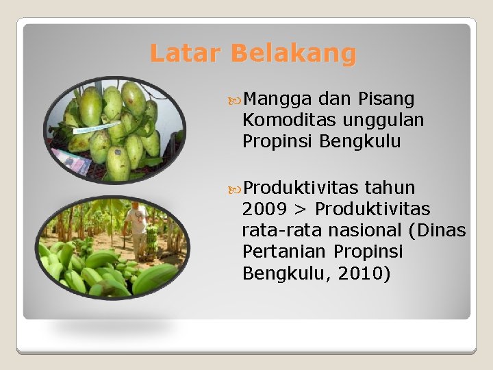 Latar Belakang Mangga dan Pisang Komoditas unggulan Propinsi Bengkulu Produktivitas tahun 2009 > Produktivitas
