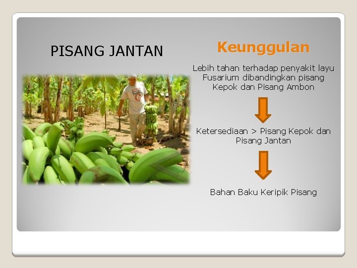 PISANG JANTAN Keunggulan Lebih tahan terhadap penyakit layu Fusarium dibandingkan pisang Kepok dan Pisang