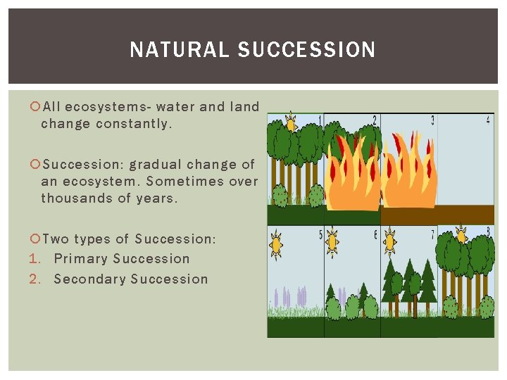 NATURAL SUCCESSION All ecosystems- water and land change constantly. Succession: gradual change of an