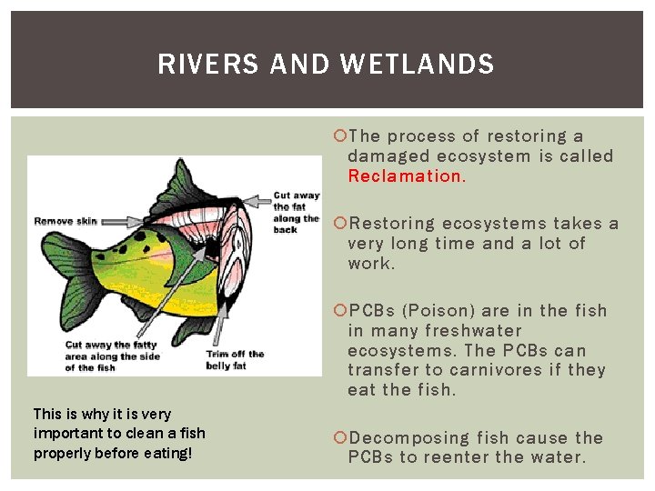 RIVERS AND WETLANDS The process of restoring a damaged ecosystem is called Reclamation. Restoring