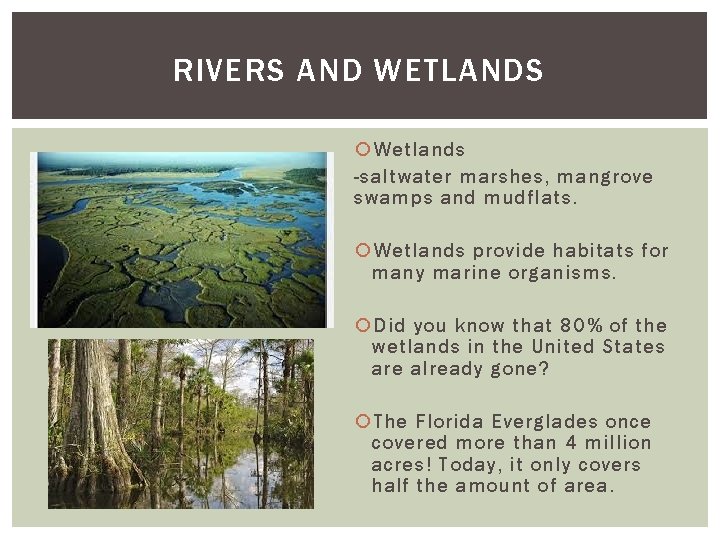 RIVERS AND WETLANDS Wetlands -saltwater marshes, mangrove swamps and mudflats. Wetlands provide habitats for