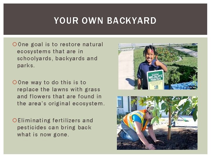 YOUR OWN BACKYARD One goal is to restore natural ecosystems that are in schoolyards,