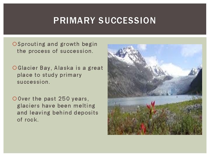 PRIMARY SUCCESSION Sprouting and growth begin the process of succession. Glacier Bay, Alaska is