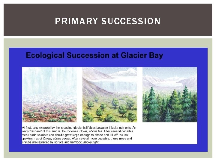 PRIMARY SUCCESSION 