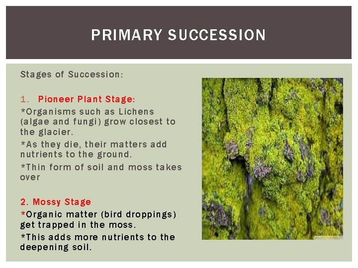 PRIMARY SUCCESSION Stages of Succession: 1. Pioneer Plant Stage: *Organisms such as Lichens (algae