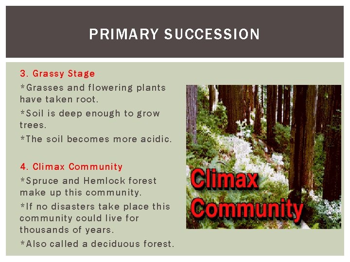 PRIMARY SUCCESSION 3. Grassy Stage *Grasses and flowering plants have taken root. *Soil is