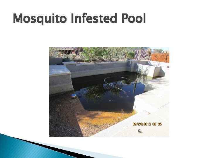 Mosquito Infested Pool 