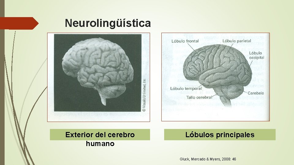 Neurolingüística XXXX Exterior del cerebro humano Lóbulos principales Gluck, Mercado & Myers, 2008: 46