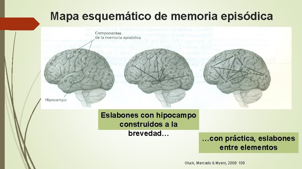 Mapa esquemático de memoria episódica with Eslabones con hipocampo construidos a la brevedad… …con