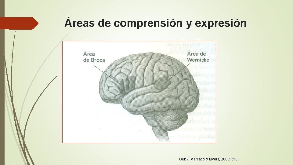 Áreas de comprensión y expresión Gluck, Mercado & Myers, 2008: 518 