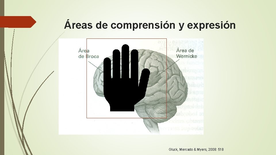 Áreas de comprensión y expresión Gluck, Mercado & Myers, 2008: 518 