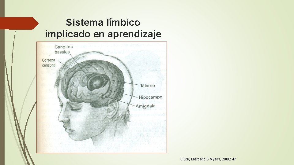 Sistema límbico implicado en aprendizaje Gluck, Mercado & Myers, 2008: 47 