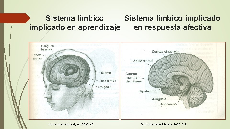 Sistema límbico implicado Sistema límbico en respuesta afectiva implicado en aprendizaje Gluck, Mercado &