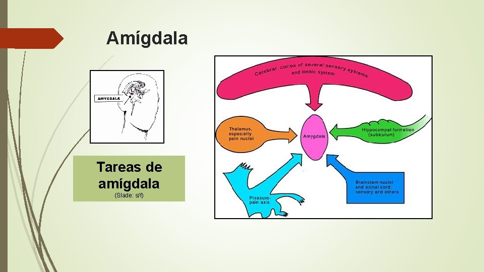 Amígdala Tareas de amígdala (Slade: s/f) 