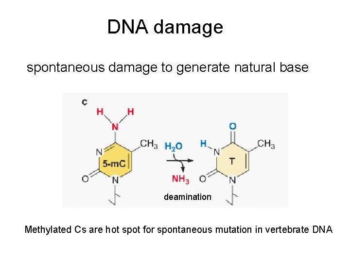 DNA damage spontaneous damage to generate natural base deamination Methylated Cs are hot spot