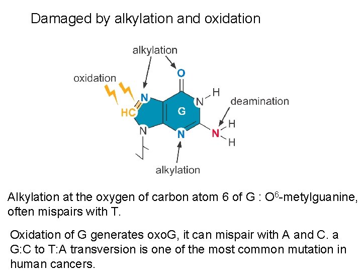 Damaged by alkylation and oxidation Alkylation at the oxygen of carbon atom 6 of