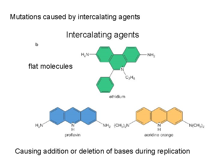 Mutations caused by intercalating agents Intercalating agents flat molecules Causing addition or deletion of