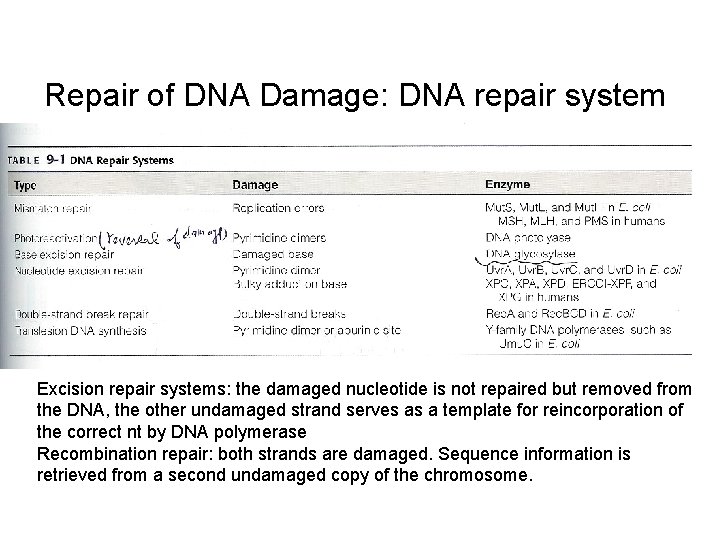 Repair of DNA Damage: DNA repair system Excision repair systems: the damaged nucleotide is